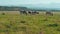 Group of cows grazing on green meadow, small forest in background