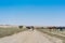 Group of cows grazing in the oasis of the Namib Desert. Angola.