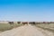 Group of cows grazing in the oasis of the Namib Desert. Angola.