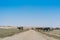 Group of cows grazing in the oasis of the Namib Desert. Angola.