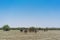 Group of cows grazing in the oasis of the Namib Desert. Angola.