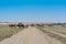 Group of cows grazing in the oasis of the Namib Desert. Angola.