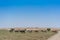 Group of cows grazing in the oasis of the Namib Desert. Angola.