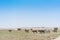 Group of cows grazing in the oasis of the Namib Desert. Angola.