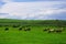 A group of cows grazing on pasture, beautiful green meadow