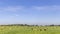 Group of cows grazing in the pasture, peaceful and sunny in Dutch landscape in Holland of flat land with a blue sky