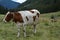 Group of cows grazing and resting in the pastures