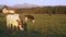 Group of cows grazing on sunset lit meadow, farm buildings, forest and mount Krivan Slovak symbol peak in distance