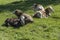 group of cows laying on green slope near Petersthal, Germany