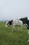 Group of cows leisurely grazing in a green field.