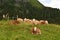 A group of cows lounging in the Swiss Alps