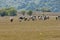 Group cows in the meadow