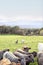 Group of cows in a meadow of an extensive cattle ranch