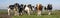 Group of cows, one red cow stepping out in a herd of black and white cows in a pasture under a blue sky