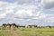 Group of cows passing a gate in the pasture, peaceful and sunny in Dutch landscape of flat land with a blue sky with clouds,