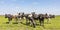 Group of cows  in the pasture, a wide view, standing in a green meadow, the herd side by side cosy together under a blue sky