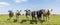 Group of cows  in the pasture, a wide view, standing in a green meadow, the herd side by side in a row cosy together under a blue