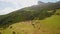 A group of cows peacefully grazing on a beautiful green hillside