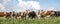 Group of cows playing standing upright on the edge of a green meadow, a panoramic wide view