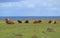 Group of cows relaxing at the seaside near Ahu Tongariki on Easter island of Chile