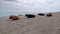 Group of Cows Resting on a Beach near the Sea