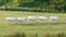 Group of cows in a row walk across the meadow