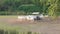 Group of cows in a row walk across the meadow