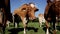 A group of cows standing/grazing