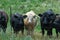 A group of cows standing in a green field behind a barbed wire fence.