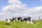 Group cows standing and lying in the tall grass of a green field, the herd side by side cozy together