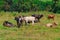 A group of cows standing, watching in the green field with sun