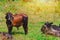 A group of cows standing, watching in the green field with sun