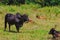 A group of cows standing, watching in the green field with sun