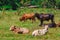 A group of cows standing, watching in the green field with sun