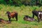 A group of cows standing, watching in the green field with sun