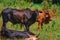 A group of cows standing, watching in the green field with sun