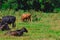 A group of cows standing, watching in the green field with sun