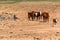 Group of cows stands on dry ground