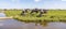 Group of cows and their reflection on the bank of a creek, in a typical landscape of Holland, flat land and water and on the