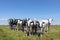 Group of cows together gathering in a field, happy and joyful and a blue cloudy sky, a bunch of Holstein and Belgian Blue heifer