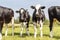 Group of cows together gathering in a field, happy and joyful and a blue cloudy sky. Two black and white cows, frisian holstein,