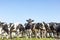 Group of cows together gathering in a field, happy and joyful and a blue sky, cows in a row next to each other in a pasture