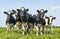 Group cows together gathering in a field, happy and joyful and a blue sky, heifer in a row next to each other in a green