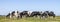 Group of cows together gathering in a field, happy and joyful, blue sky, a panoramic wide view