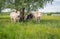 Group of cows together in the shadow of a willow tree