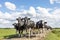 Group of cows together walking on a path to the milking parlor, happy and joyful on sunny day at a blue cloudy sky