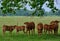 Group of cows under tree branch