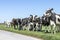 Group of cows waiting behind a line fence, together standing in a green pasture, next to each other in a wide view