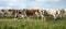 Group of cows waiting to go to the milking parlor in the pasture