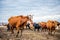 A group of cows is walking on the ground in the field. The field is part of agricultural land.